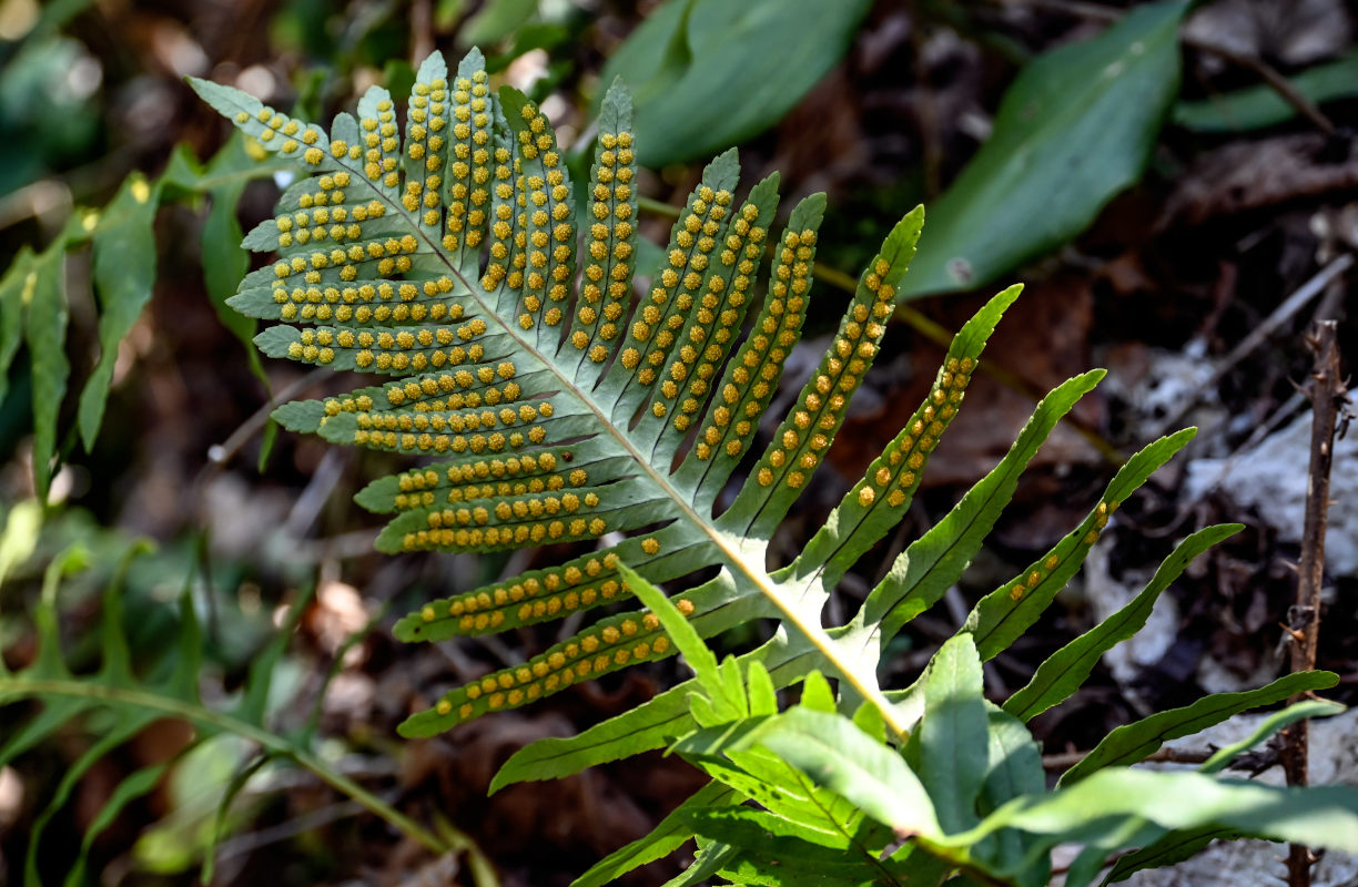 Image of Polypodium cambricum specimen.
