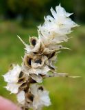 Corispermum elongatum