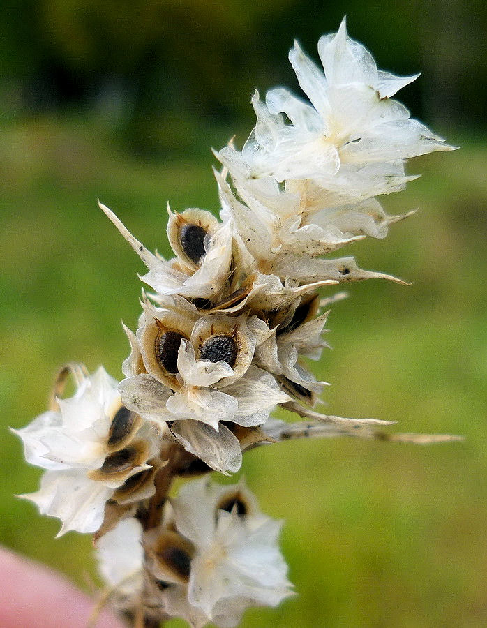 Image of Corispermum elongatum specimen.