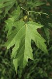 Acer saccharinum. Лист на верхушке побега. Ленинградская обл., пос. Большая Ижора, площадь напротив остановки \"Почта\", в культуре. 15.09.2024.