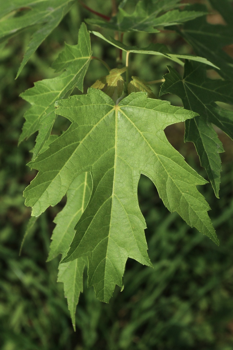 Image of Acer saccharinum specimen.