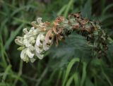 Pedicularis uralensis. Верхушка отцветающего соцветия. Пермский край, Кунгурский р-н, окр. с. Плехановское, ур. Спасская гора, берёзовая роща, распадок. 23.06.2025.