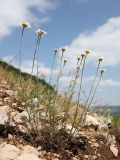 Anthemis jailensis. Цветущее растение. Крым, гора Чатырдаг, восточный склон, каменистая степь на крутом участке среди леса. 18 июня 2025 г.