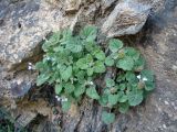 Scutellaria schugnanica