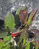 Arctous alpina
