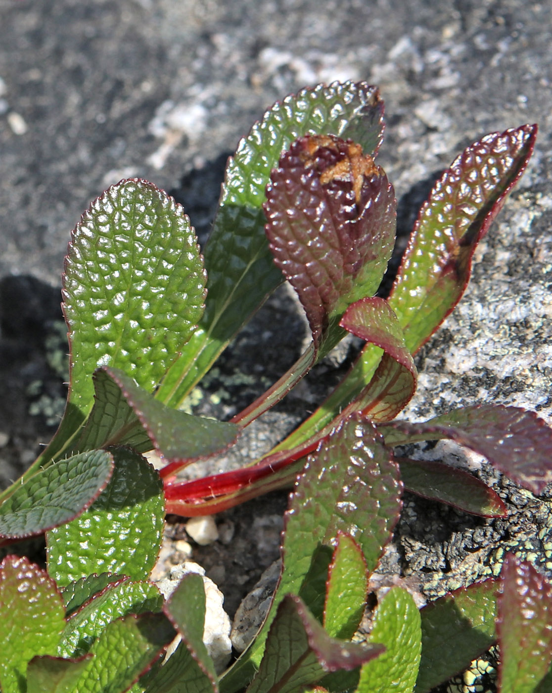 Image of Arctous alpina specimen.
