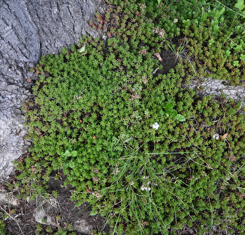 Изображение особи Sedum album.