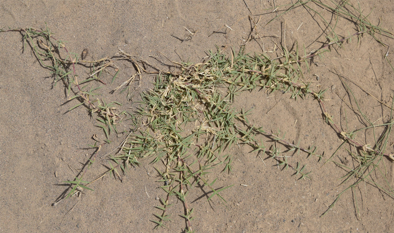 Image of Cynodon dactylon specimen.