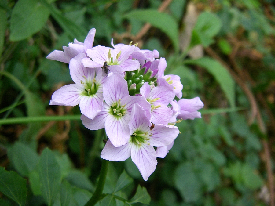 Изображение особи Cardamine raphanifolia.