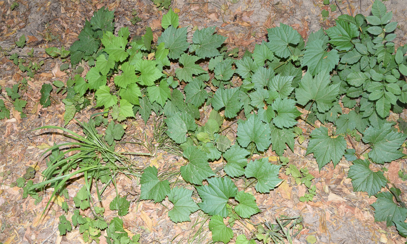 Image of Vitis acerifolia specimen.