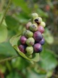 Chylocalyx perfoliatus. Соплодие. Хабаровский край, г. Комсомольск-на-Амуре, зарастающий карьер. 28.08.2025.
