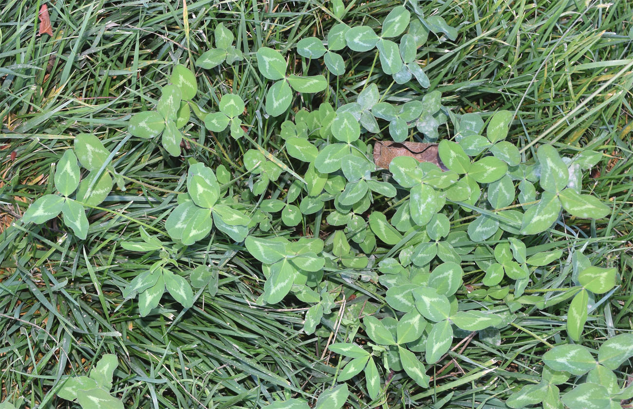 Image of Trifolium pratense specimen.
