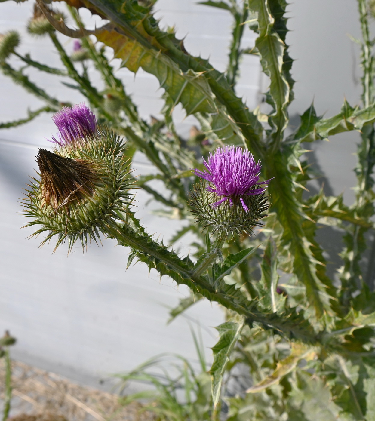 Image of Onopordum acanthium specimen.