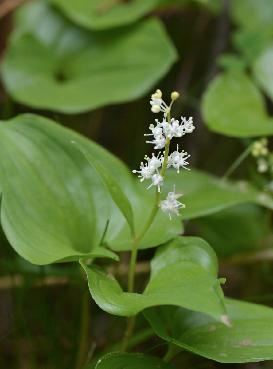 Image of Maianthemum dilatatum specimen.