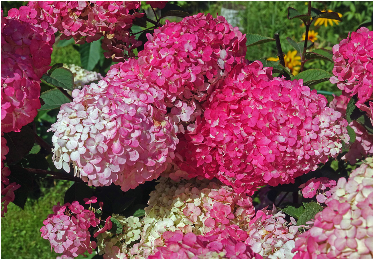 Image of Hydrangea paniculata specimen.