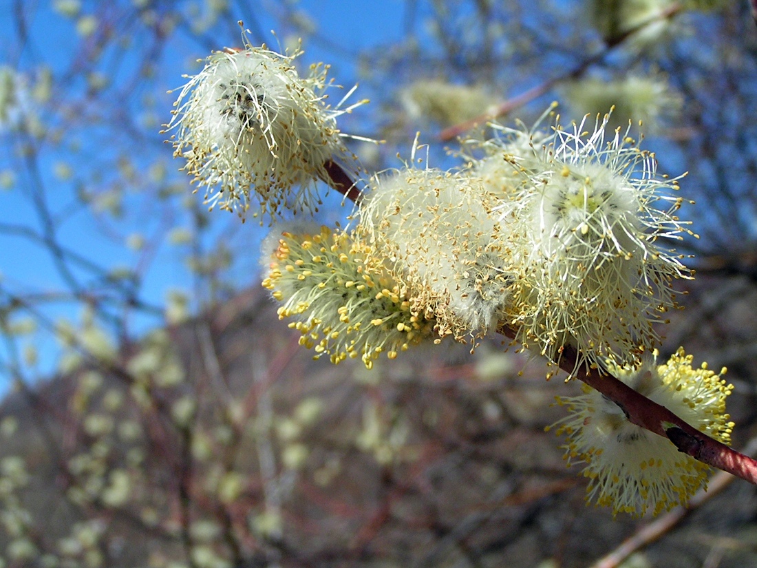 Изображение особи Salix rorida.