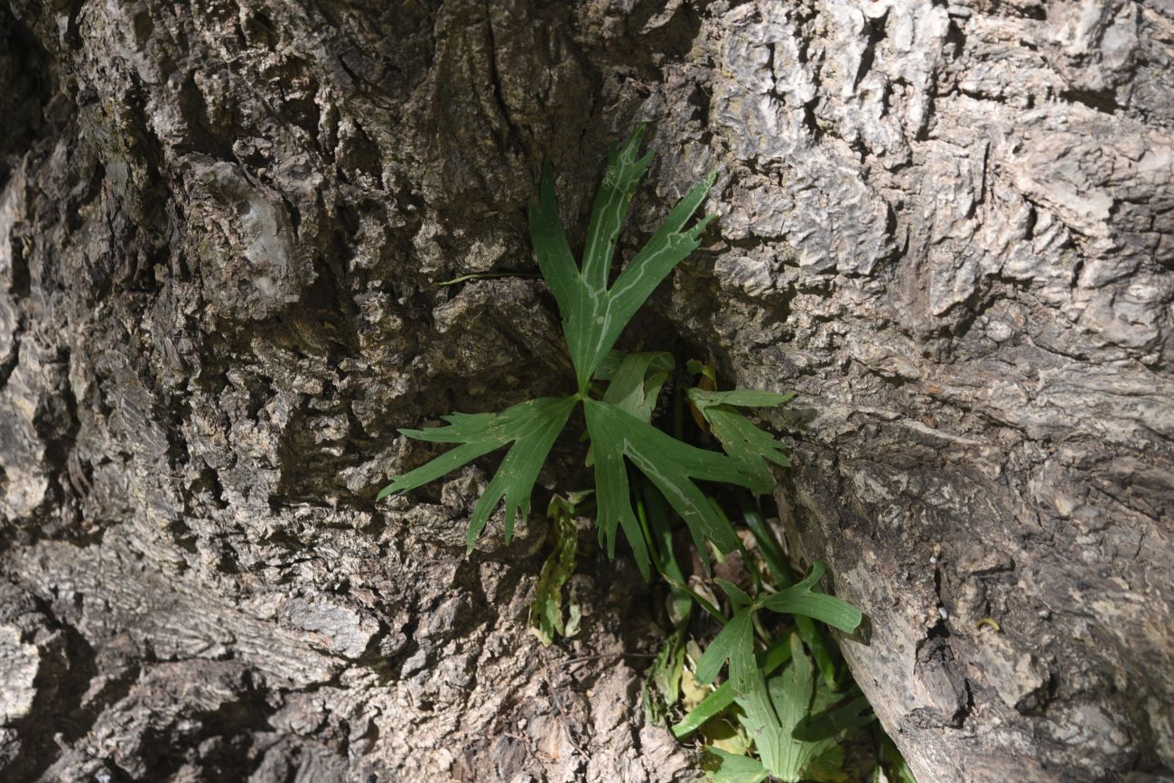 Изображение особи семейство Ranunculaceae.