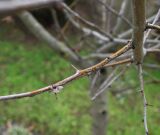 Crataegus rhipidophylla. Часть ветви покоящегося растения. Крым, Евпатория, санаторий \"Планета\", озеленение территории. 09.01.2026.