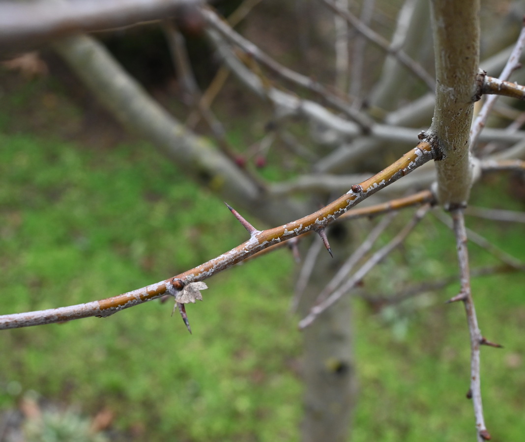 Изображение особи Crataegus rhipidophylla.
