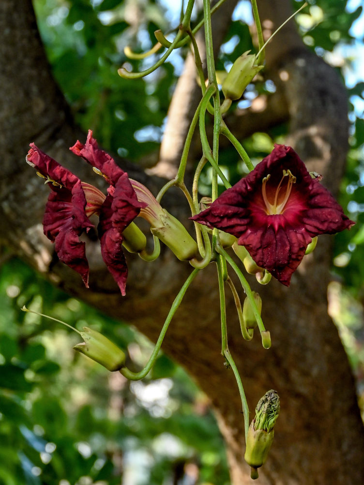 Image of Kigelia pinnata specimen.