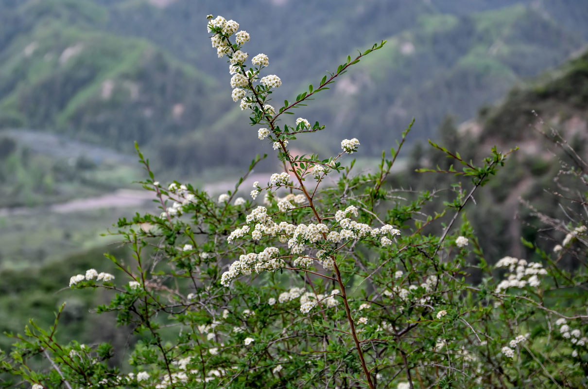 Image of Spiraea canescens specimen.