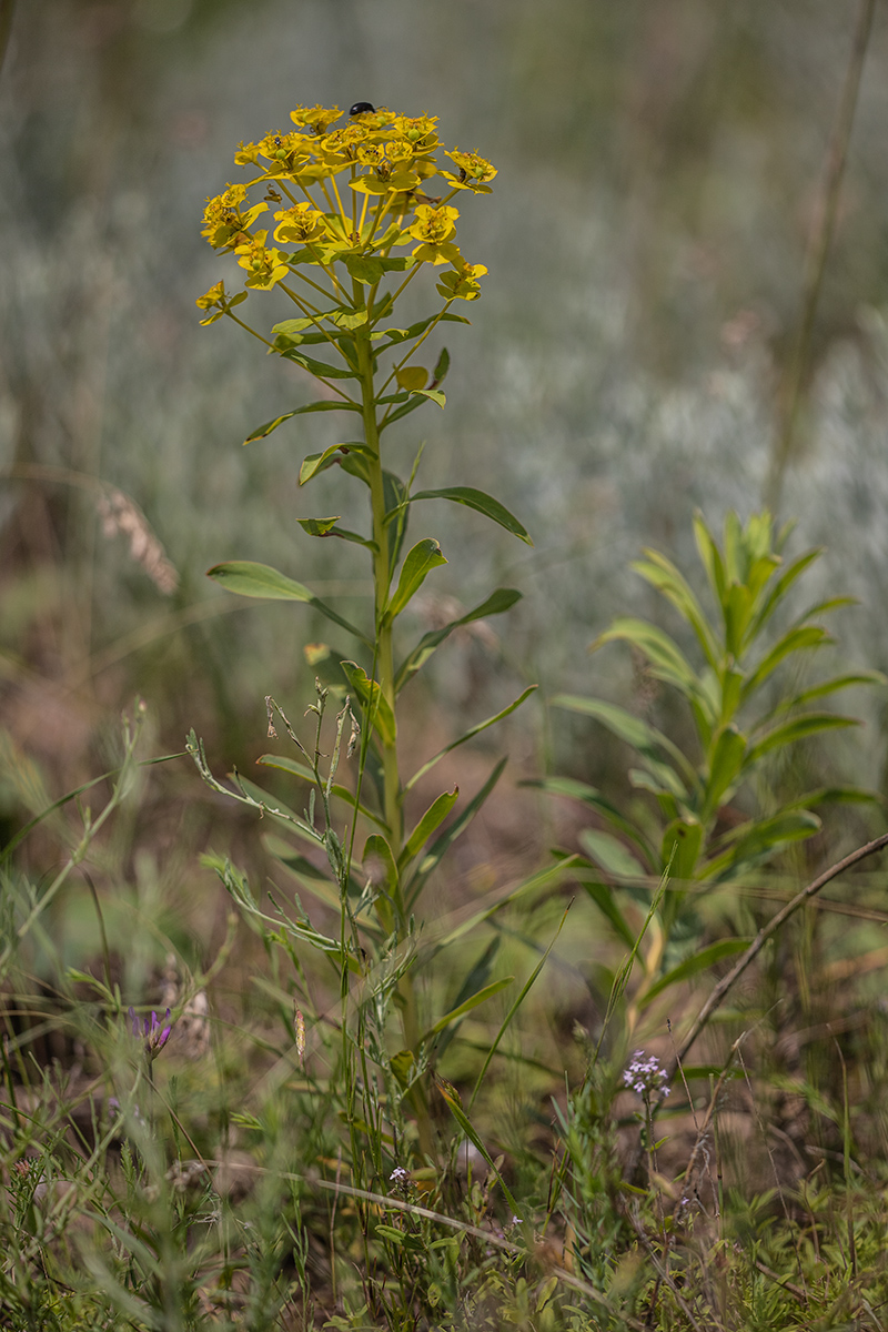 Image of Euphorbia stepposa specimen.