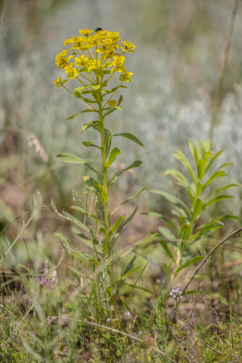 Image of Euphorbia stepposa specimen.