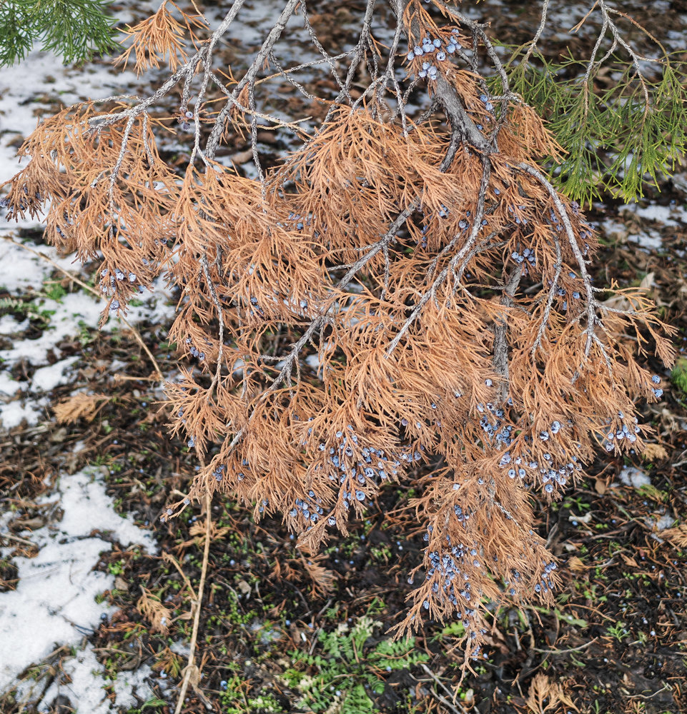 Изображение особи Juniperus virginiana.