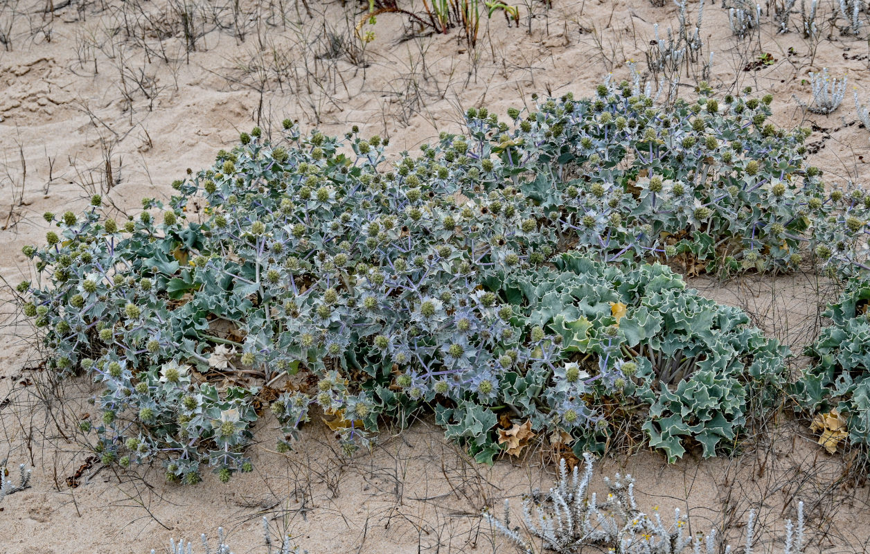 Изображение особи Eryngium maritimum.