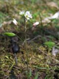 Erophila verna