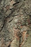 Aesculus hippocastanum. Корка нижней части ствола взрослого дерева. Санкт-Петербург, Кировский р-н, в уличном озеленении. 16.04.2026.