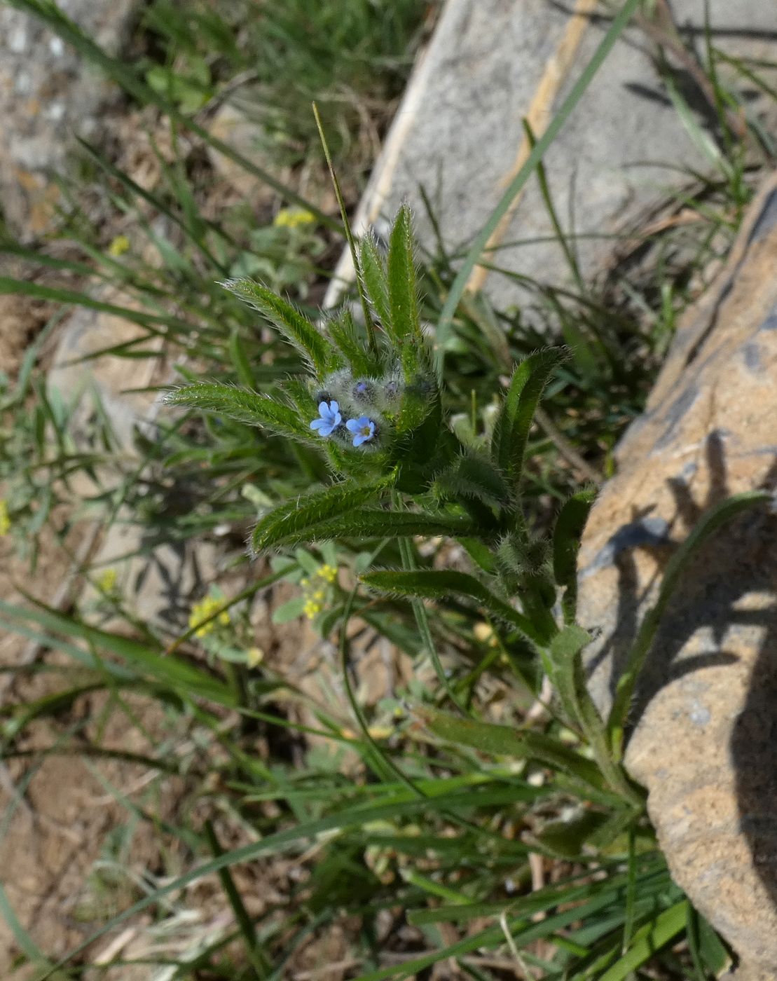 Image of Heterocaryum rigidum specimen.
