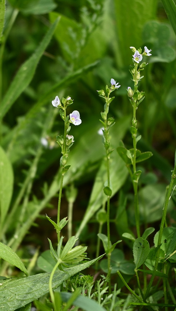 Image of Veronica serpyllifolia specimen.