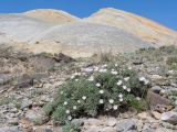Convolvulus spinifer. Цветущее растение. Киргизия, Баткенская обл., Баткенский р-н, окр. с. Самаркандык, Туркестанский хр., горы Сары-Тоо, уроч. Мадыген, щебнистый склон. 13 мая 2026 г.