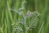 Vicia villosa. Верхушка расцветающего растения. Ростовская обл., Белокалитвенский р-н, окр. хут. Титов, степь. 24.05.2026.