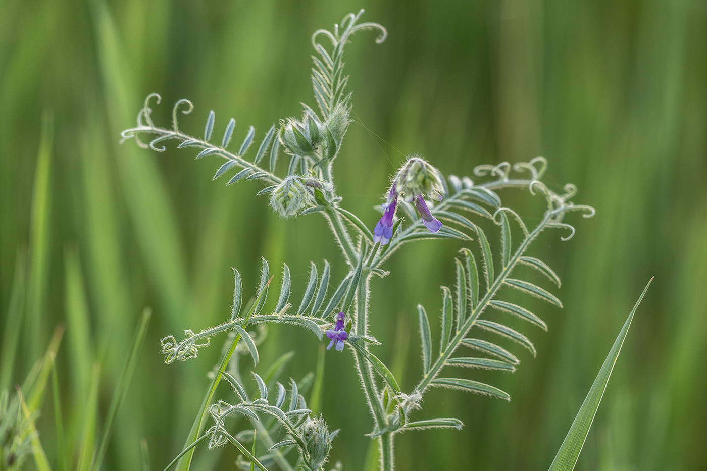 Изображение особи Vicia villosa.