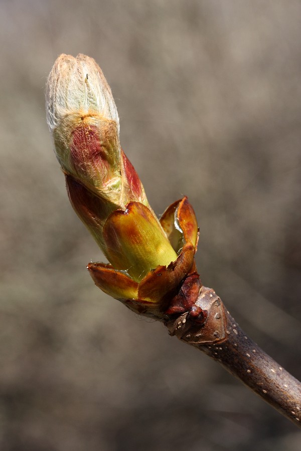 Изображение особи Aesculus hippocastanum.