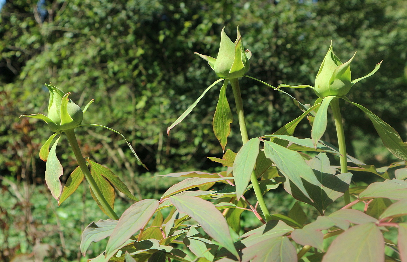Image of Paeonia suffruticosa specimen.