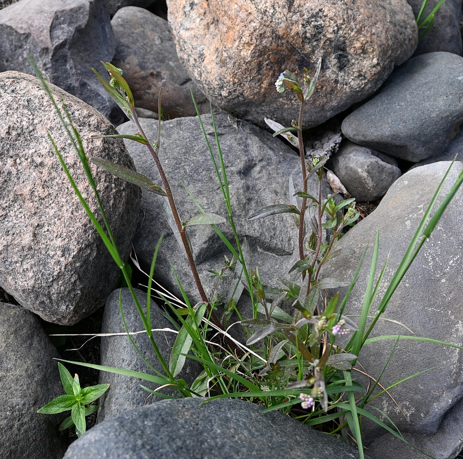 Image of genus Myosotis specimen.