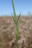 род Dianthus