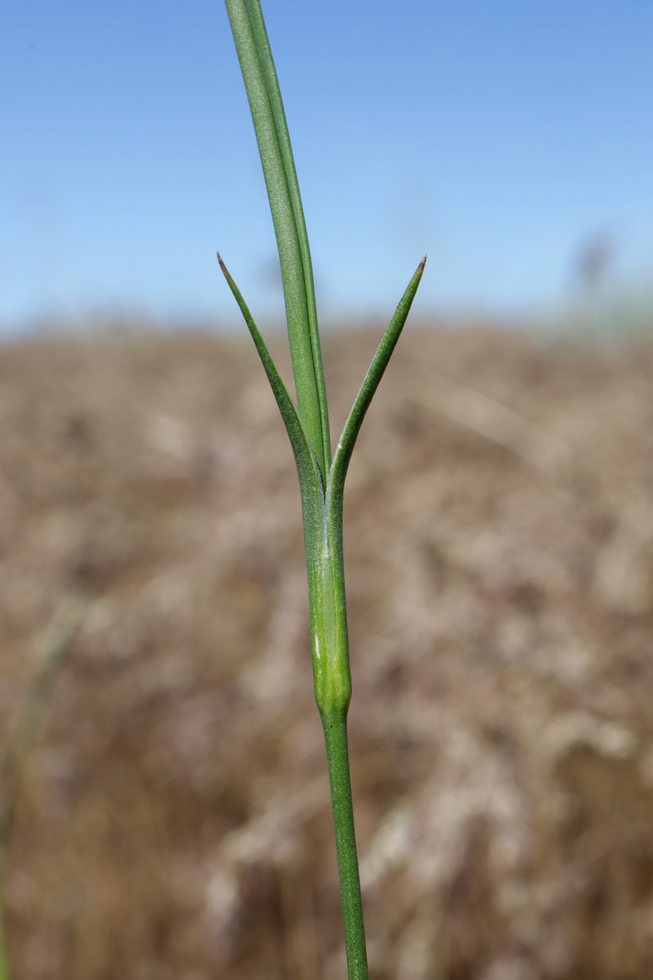 Изображение особи род Dianthus.