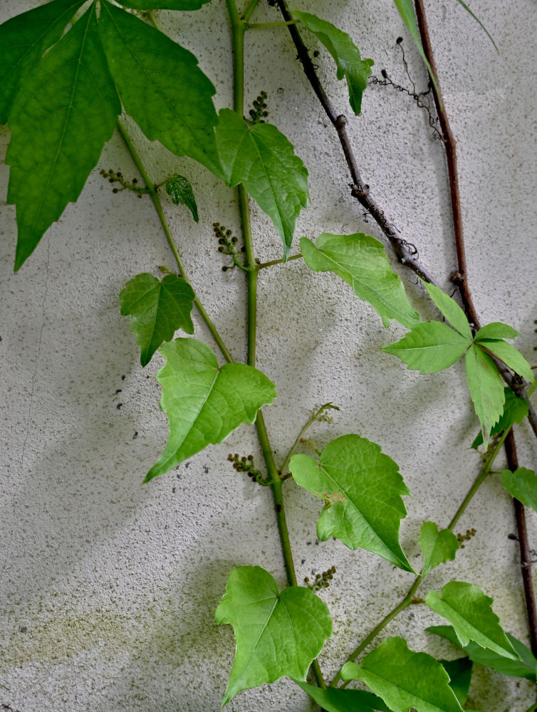 Image of Parthenocissus quinquefolia specimen.