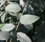 Elaeagnus commutata. Часть побега с листьями. Москва, уличное озеленение. 12.08.2026.