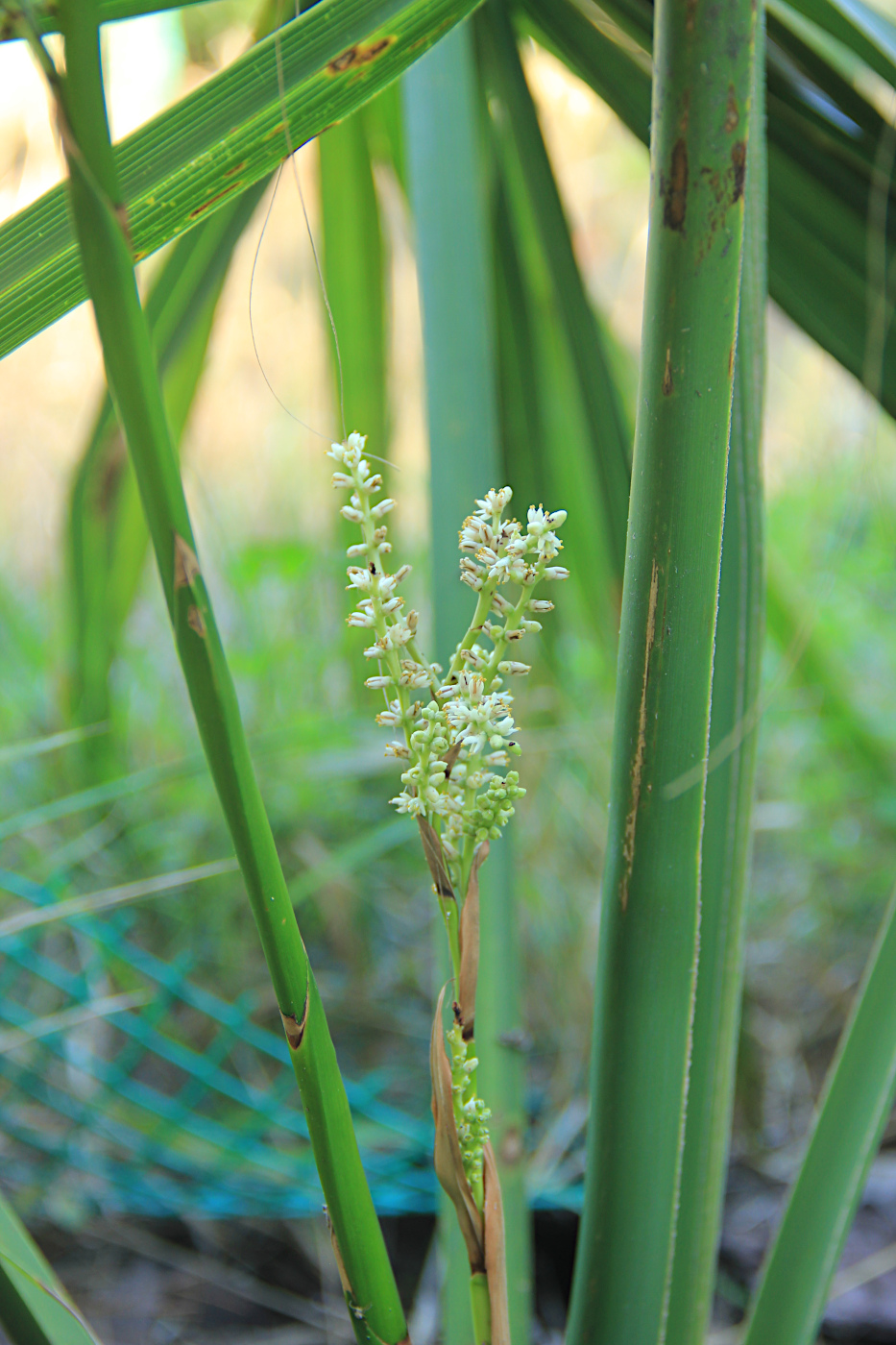 Image of Sabal minor specimen.