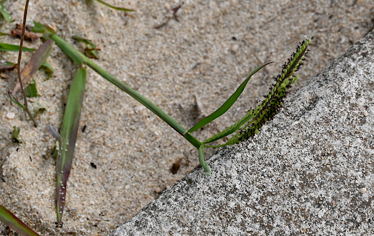 Image of Paspalum dilatatum specimen.