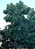 Paulownia tomentosa. Часть кроны плодоносящего дерева. Португалия, г. Лиссабон, в культуре. 07.06.2026.
