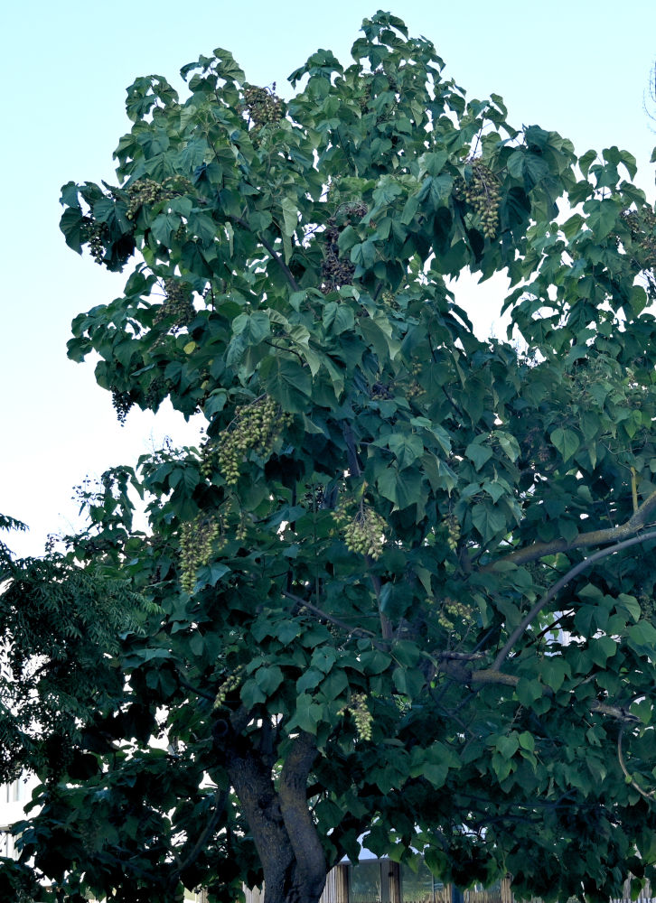 Image of Paulownia tomentosa specimen.