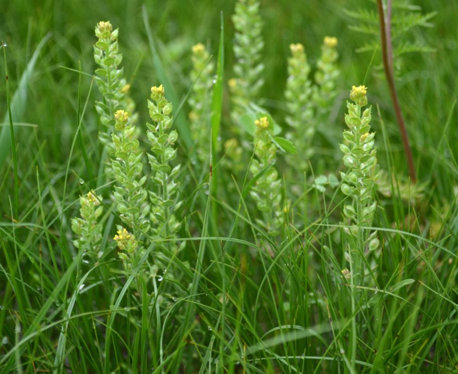 Изображение особи Alyssum turkestanicum var. desertorum.