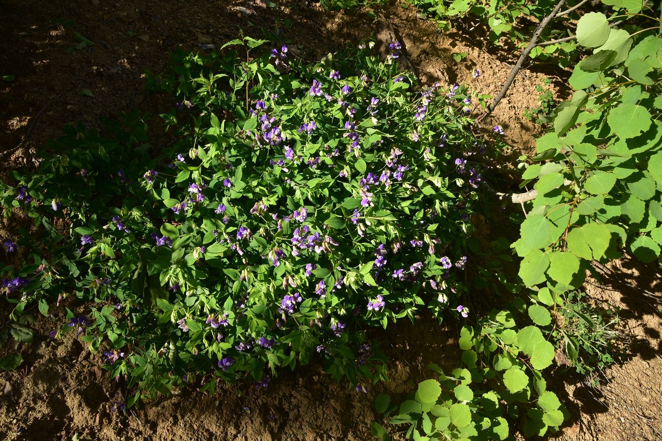 Image of Lathyrus laxiflorus specimen.