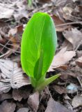 Arum elongatum. Разворачивающиеся молодые листья. Крым, Симферополь. 10 февраля 2009 г.